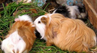How to treat worms in Guinea pigs