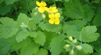 How to collect and dry celandine