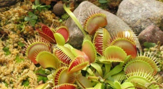 Какие растения питаются живыми организмами