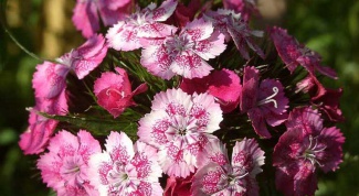How to care for potted carnation