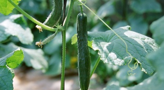 Why are cucumbers bitter