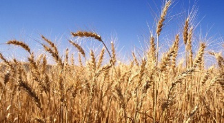 Как использовать раствор от ростков пшеницы