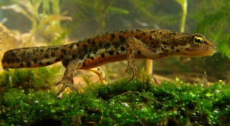 Aquarium newts: care and maintenance