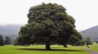 How many years can grow oak