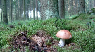 Разновидности грибов и их полезные свойства