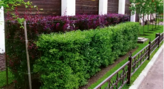 What plants can be used for hedges in Siberia 