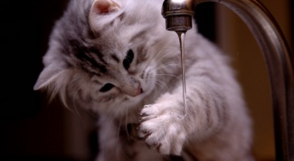 Стоит ли тратить деньги на шампунь для кошек или можно помыть своим