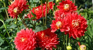 Is it necessary to dig up dahlias for the winter 