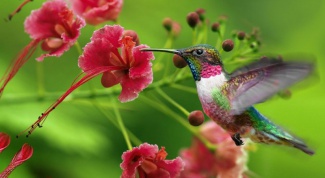 Как рождаются птенцы колибри 
