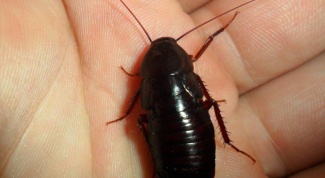 Откуда в квартире берутся большие черные тараканы 