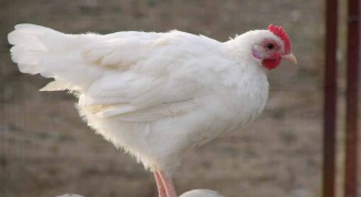 Породы куриц: леггорн и русские белые 