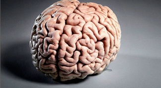 Как устроен мозг человека
