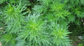 Grass ragweed: what it is and what harm it brings