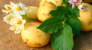 Какие удобрения повышают урожайность картошки 