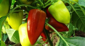 Proper fertilization of pepper in the greenhouse 