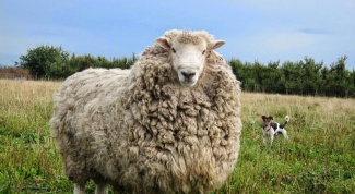 What is Merino wool 