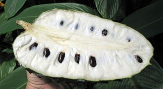 Гуанабана: польза экзотического фрукта 