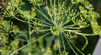 How to sow dill