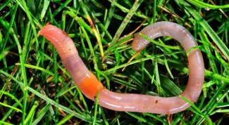 How to multiply earthworms 