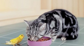 Чем лучше всего кормить кошек  