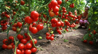 How often should I water the tomato seedlings in the greenhouse 