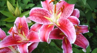 Transplant lilies in the spring – the basic rules 