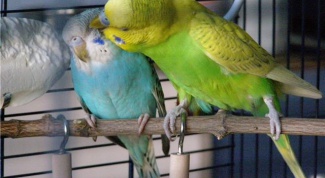 Letting the budgies out of the cage so they 
