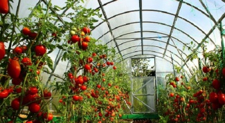 Высадка помидор в теплицу: правила и особенности 
