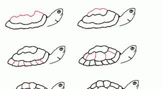 Как нарисовать черепаху: пошаговая инструкция 