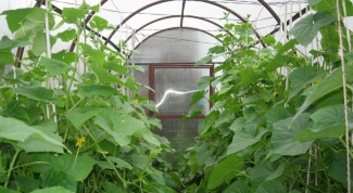 Correct formation of cucumbers in the greenhouse - the key to high yields 