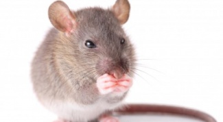 Чем питается мышь
