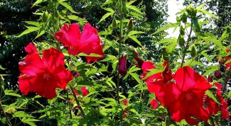 Гибискус садовый - красивое полезное растение 