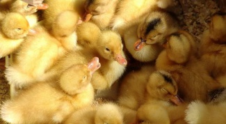 What to feed the little ducklings 