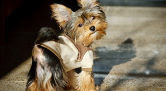 Yorkshire Terrier: the personality traits and behavior