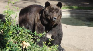 Берлога: как обустраивает медведь свое жилище