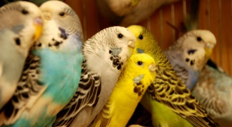 Самые распространенные болезни волнистых попугайчиков 