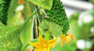 How often to water cucumbers in the open ground