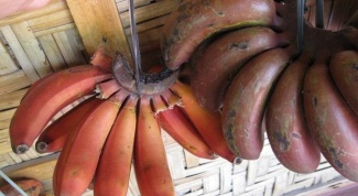 Red banana: exotic fruit from Costa Rica 