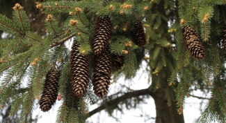 What is the difference between spruce, pine and cedars from each other 