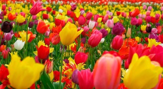 Какого цвета бывают тюльпаны