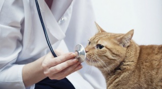 Inflammation perianalny glands in cats: symptoms and treatment