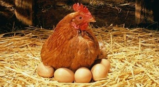 The content of laying hens in the country and care for them 