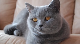 Кошка шартрез: особенности породы