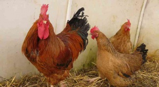 Какие породы куриц-несушек разводят в России