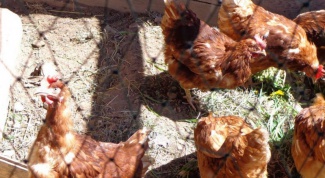 Breeding chickens: diet for laying hens