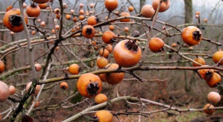 Мушмула кавказская – необычный фрукт 