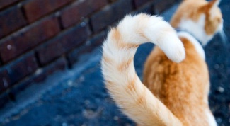 Кошка с переломанным хвостом: исключение или норма