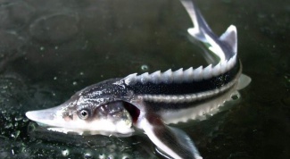 Sturgeon fish: breeding 