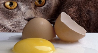 Вредно ли кошкам есть яйца