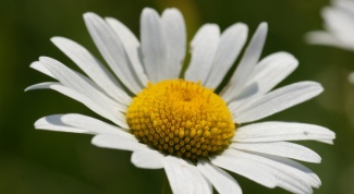 The use of chamomile in hair care